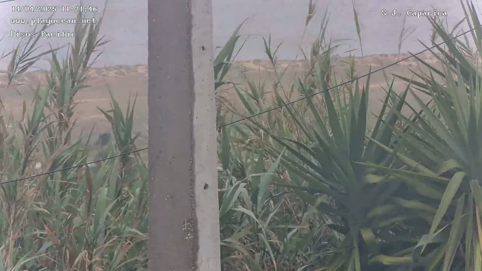 Tall grasses and plants obscure a view of a hazy, distant landscape.