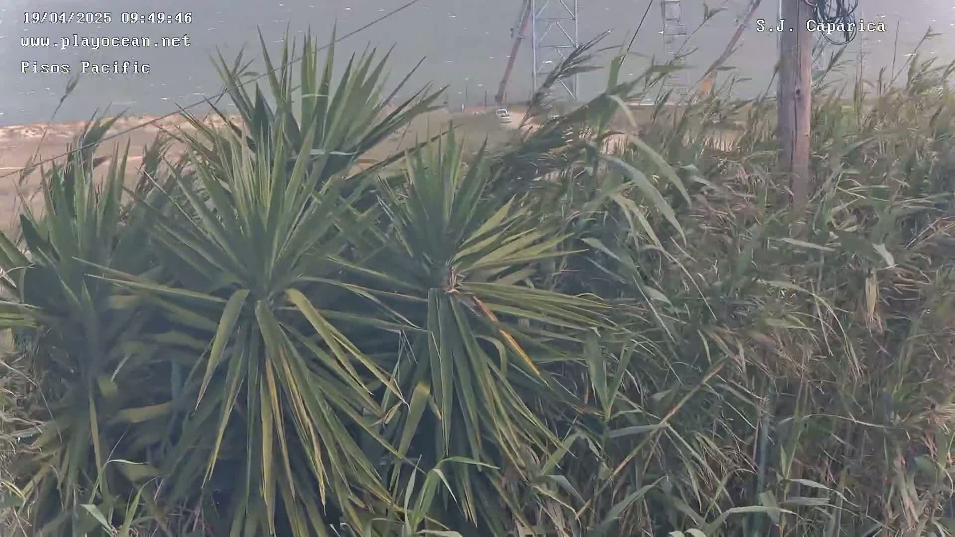 A hazy view of a body of water is seen beyond a foreground of tall grasses and yucca-like plants.