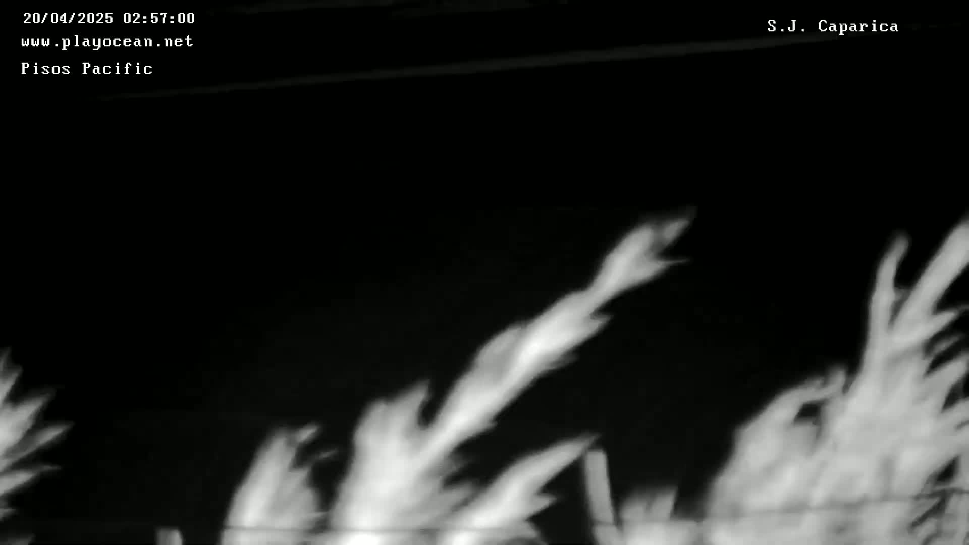 A nighttime, black-and-white image shows blurry, white, plant-like forms moving against a dark background.