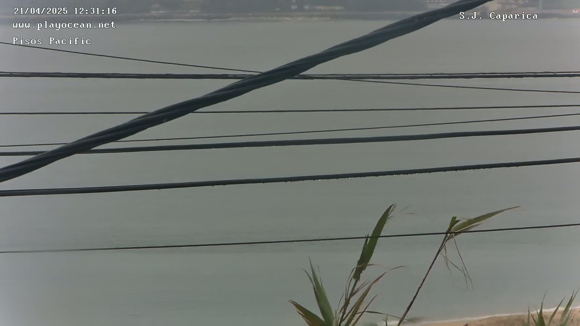 Several thick wires stretch across a view of calm, gray water and a sandy shore with a few plants in the foreground.
