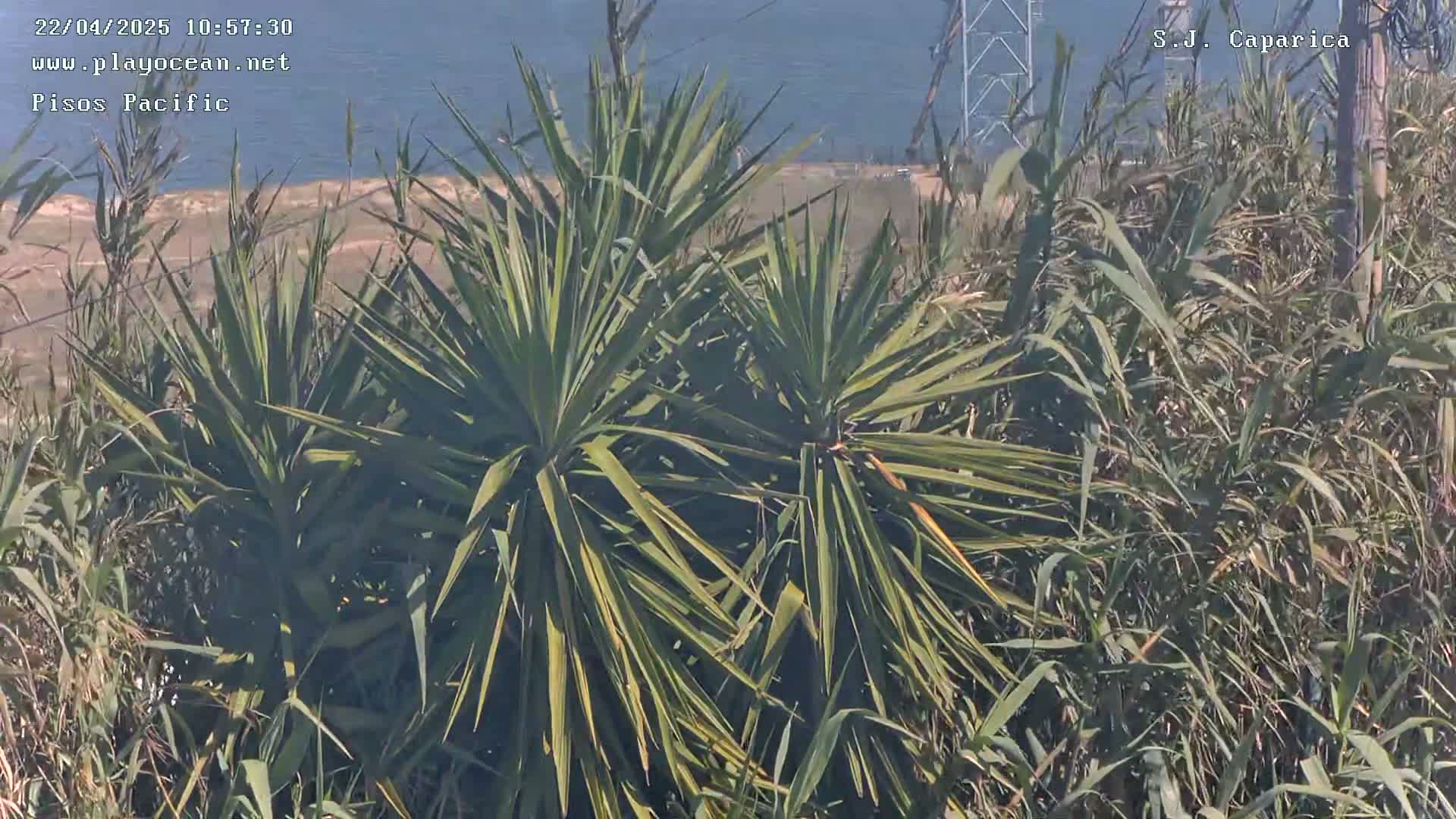 A view of several yucca plants and tall grasses overlooking a body of water under a clear sky.