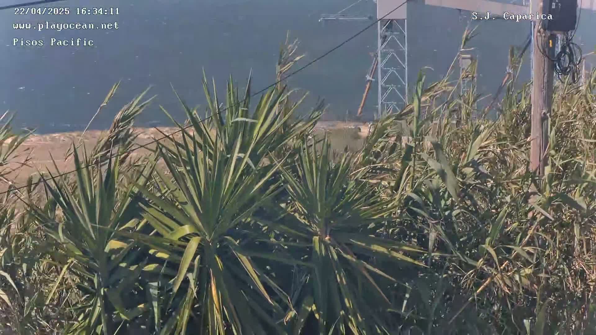 Windblown plants obscure a view of a body of water and a distant structure under a hazy sky.