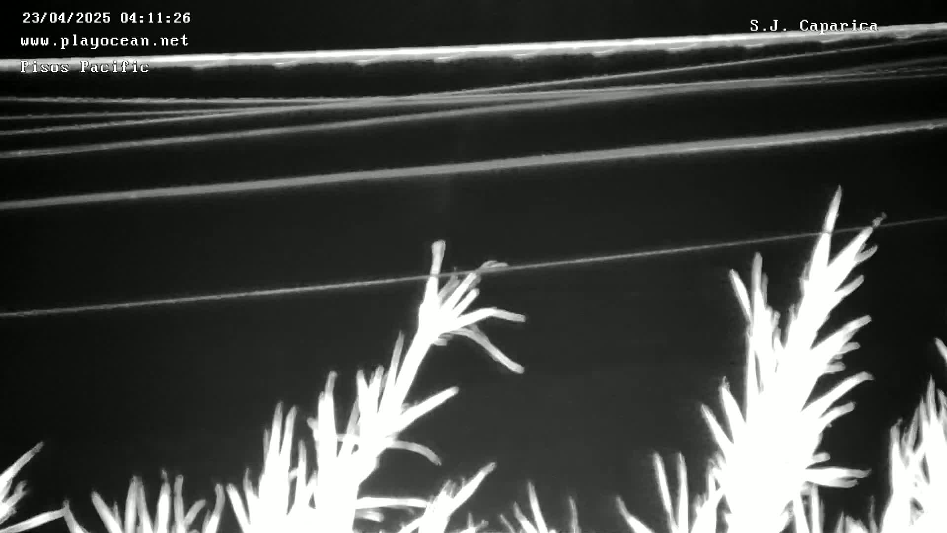 A nighttime, low-light image shows the tops of several plants silhouetted against a dark background, with horizontal lines suggesting a window or barrier in the upper portion of the frame.