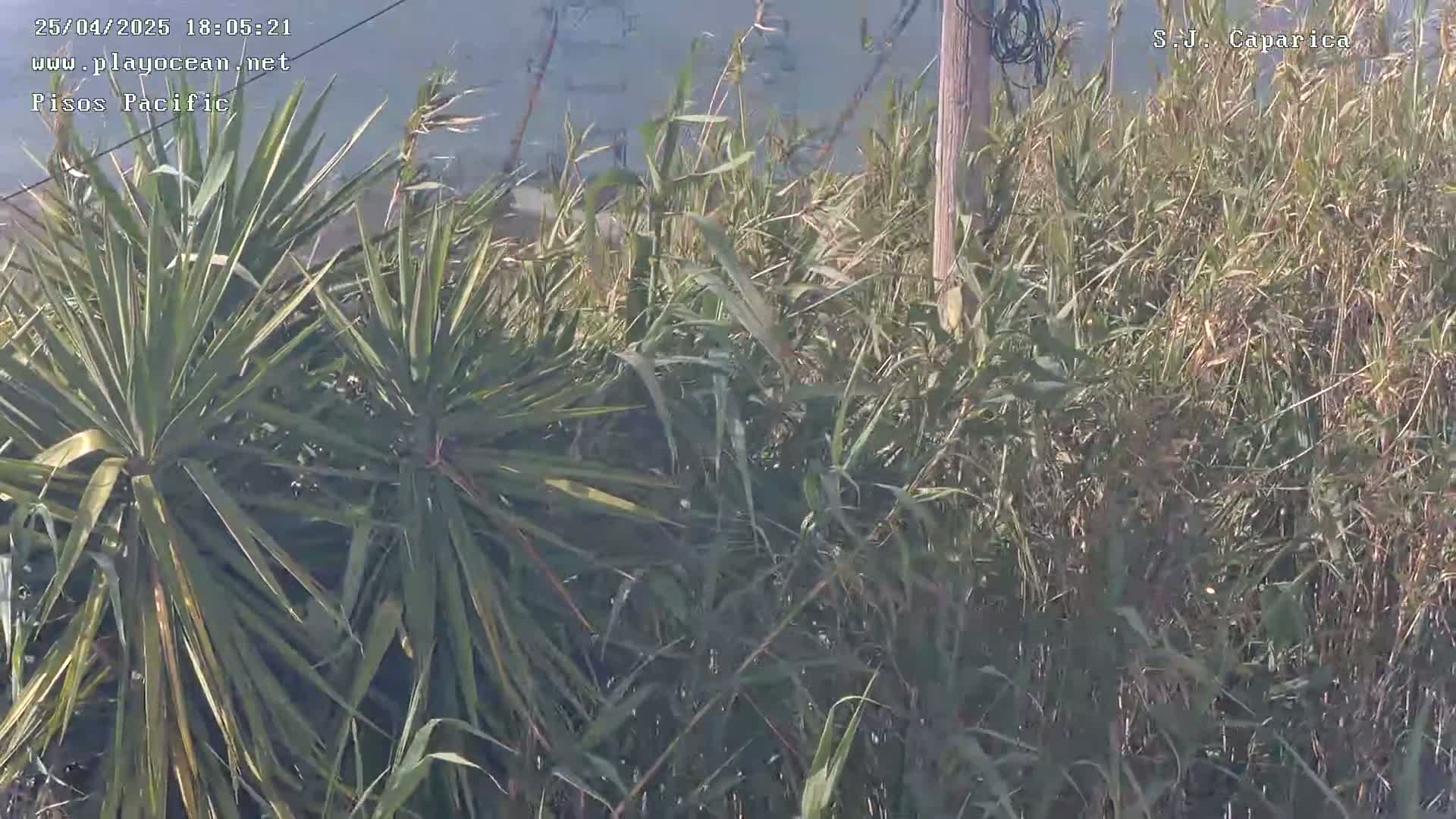 A view of tall grasses and a yucca plant near a body of water on a sunny day.