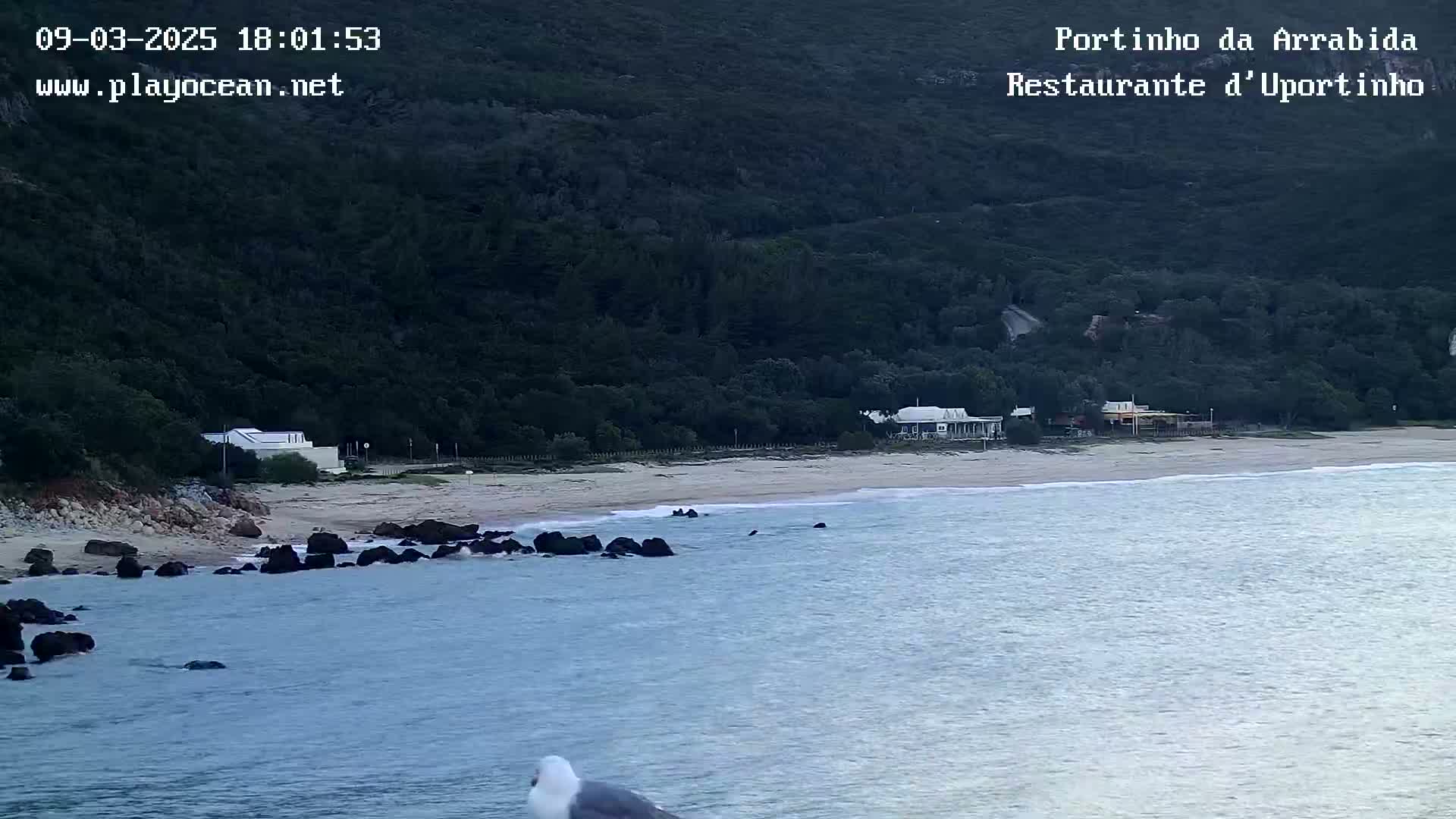A sandy beach with a few buildings sits at the base of a dark green hillside, overlooking calm, light blue water where a seagull stands.