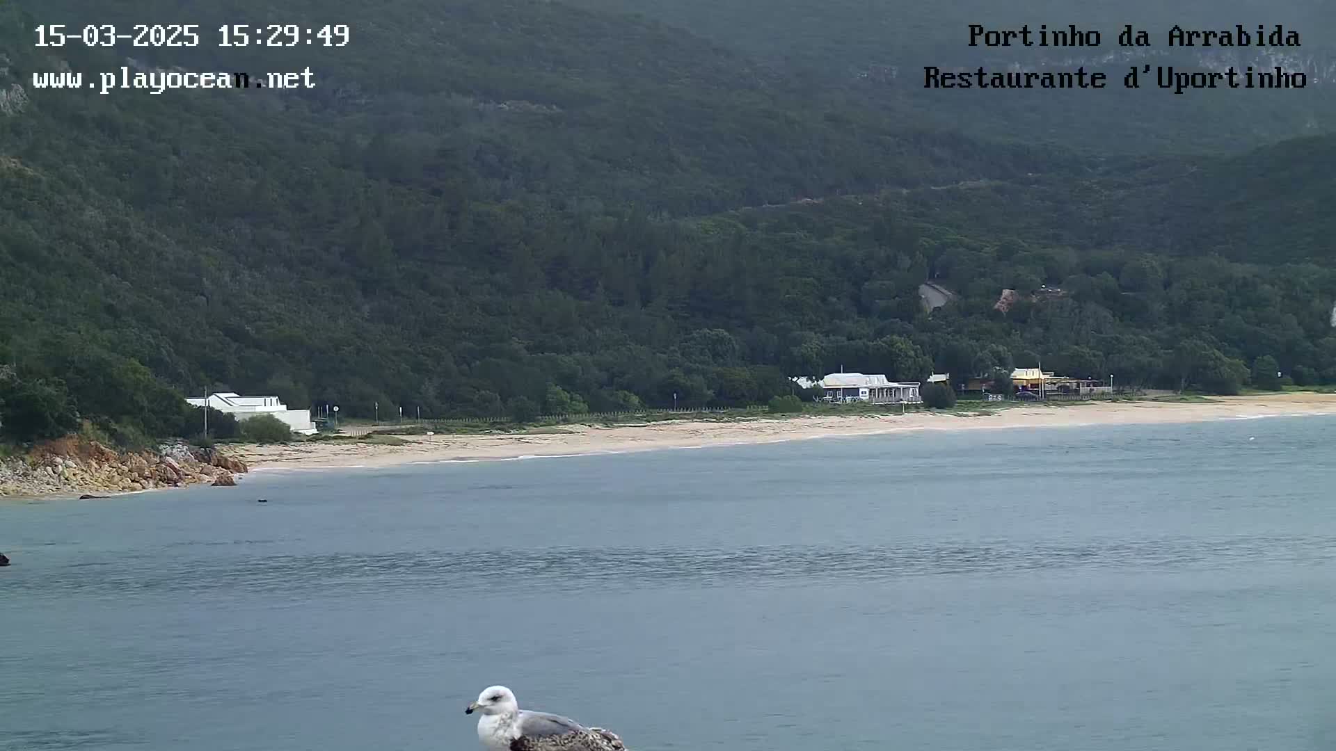A seagull sits in the foreground overlooking a calm bay with a sandy beach and buildings nestled against a lush, green hillside.
