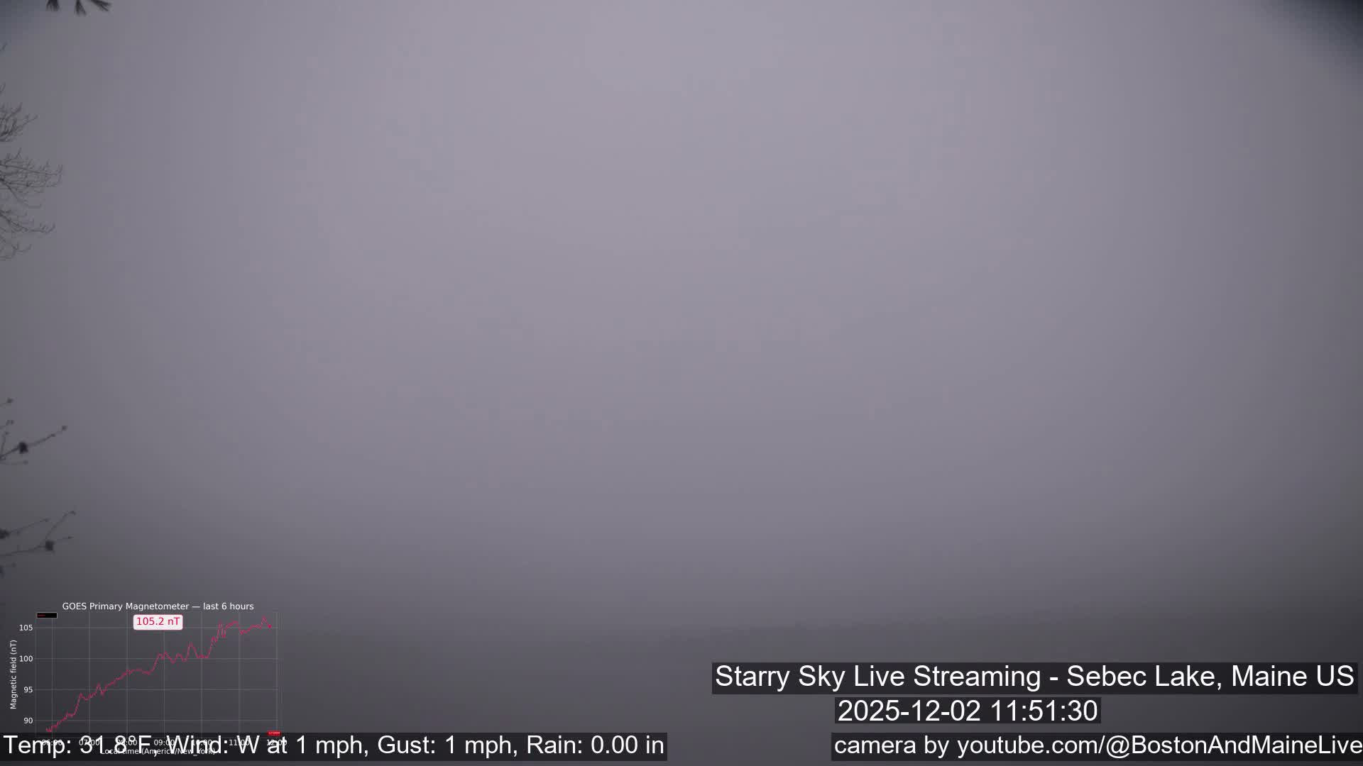 Bare tree branches emerge from the left side of the frame, set against a uniformly thick, gray background indicative of heavy fog or extremely overcast conditions.