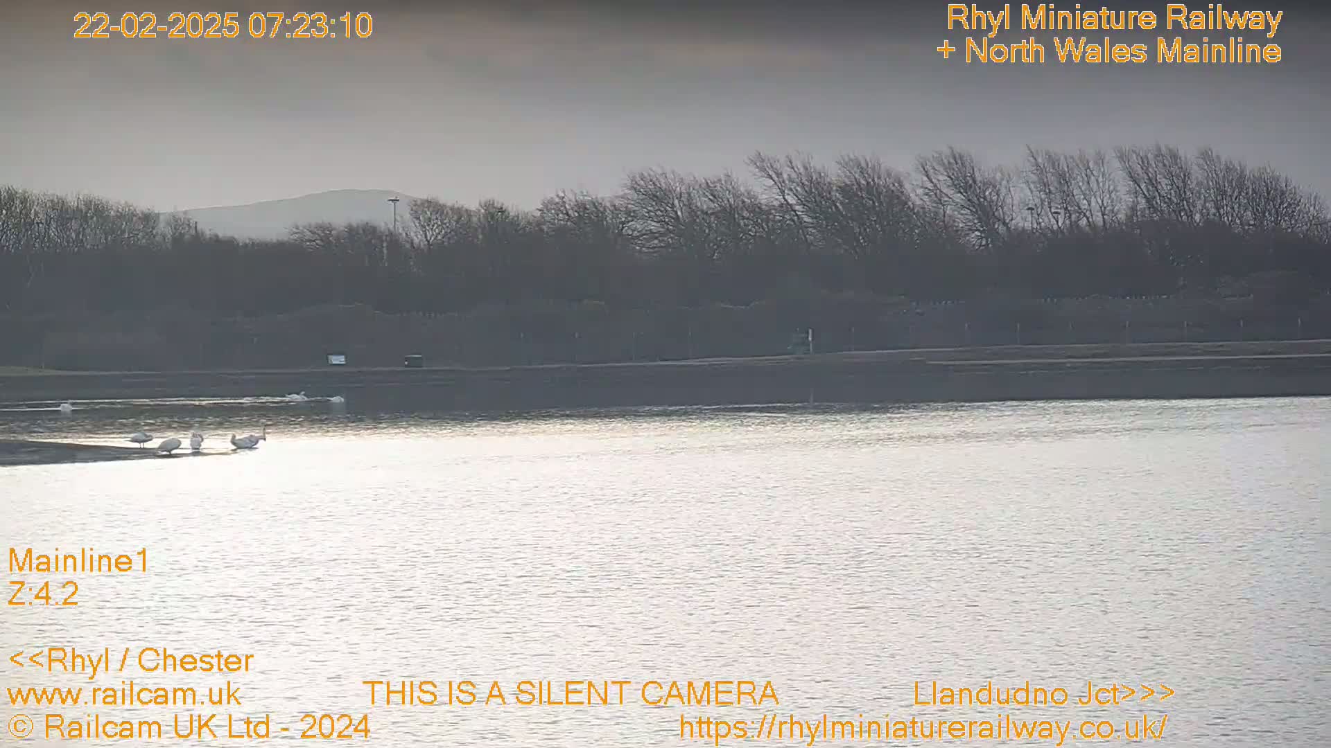 Several swans are on a calm body of water in front of a shoreline with bare trees under an overcast sky.