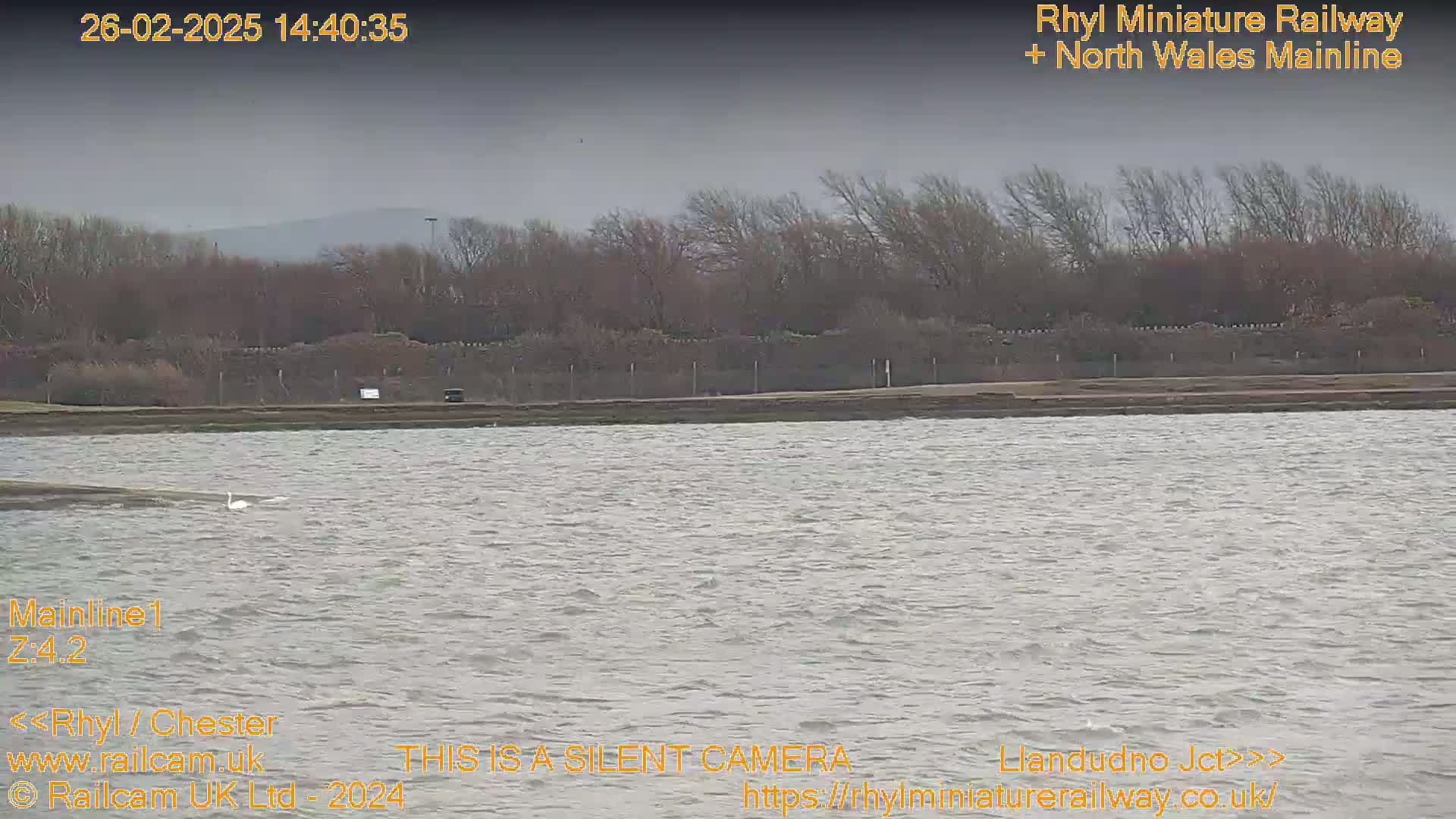 Two swans swim in choppy gray water in front of a shoreline with bare trees under a cloudy sky.
