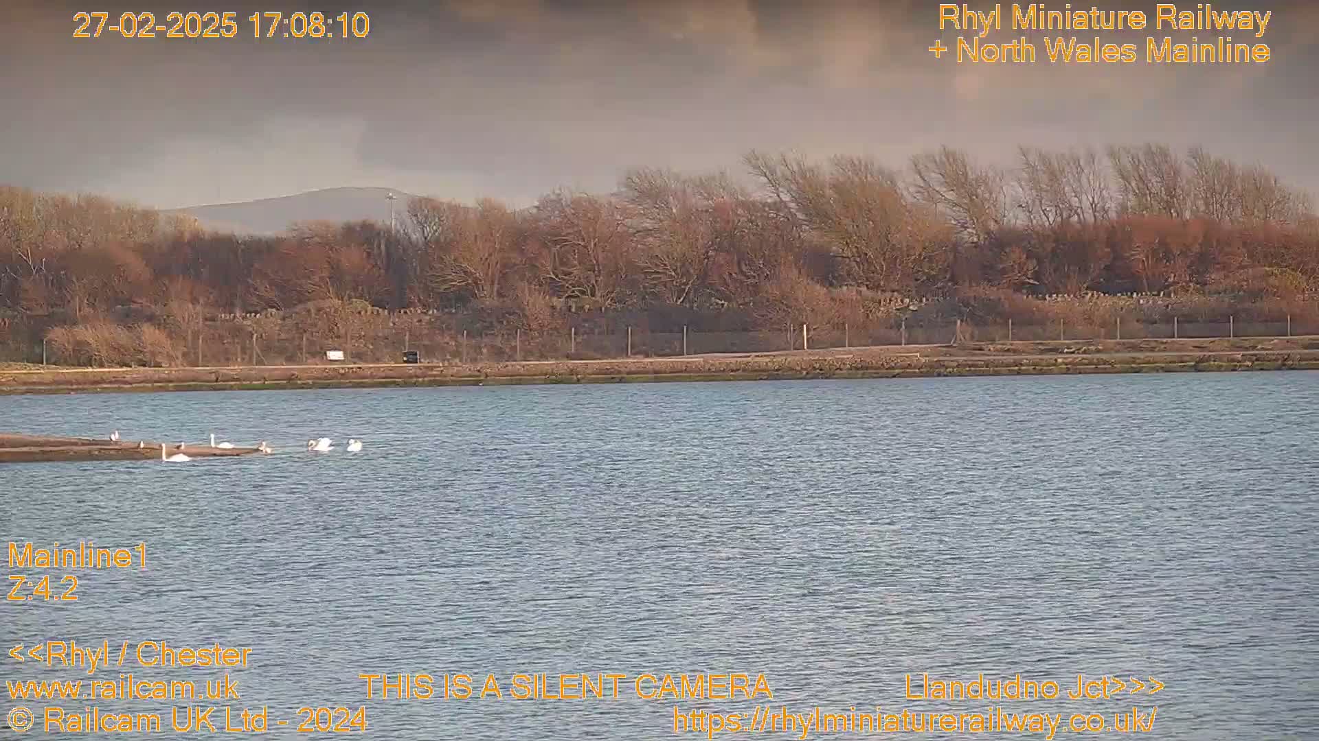 A calm body of water with several swans swimming near the shore, under a mostly cloudy sky, is bordered by bare trees and a distant hill.