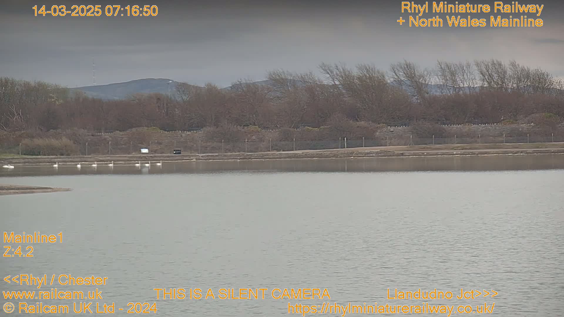 A calm body of water with several white swans floats near the shore under an overcast sky, with bare trees and distant hills in the background.
