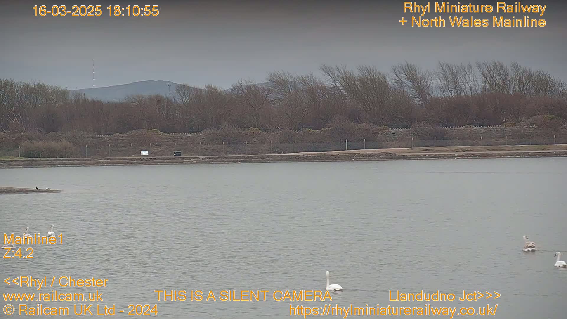 A calm body of water with several swans swimming near the shore, under an overcast sky, is bordered by bare trees and a distant hill.