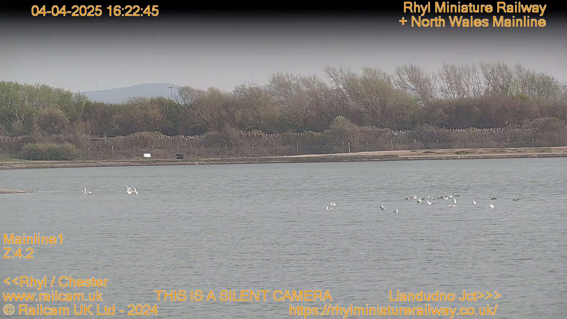 A calm body of water with several birds, including swans and gulls, is seen in front of a treeline under an overcast sky.