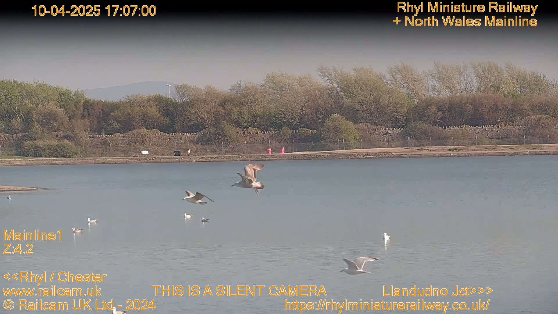 Several seagulls fly over a calm body of water next to a treeline on a partly sunny day.