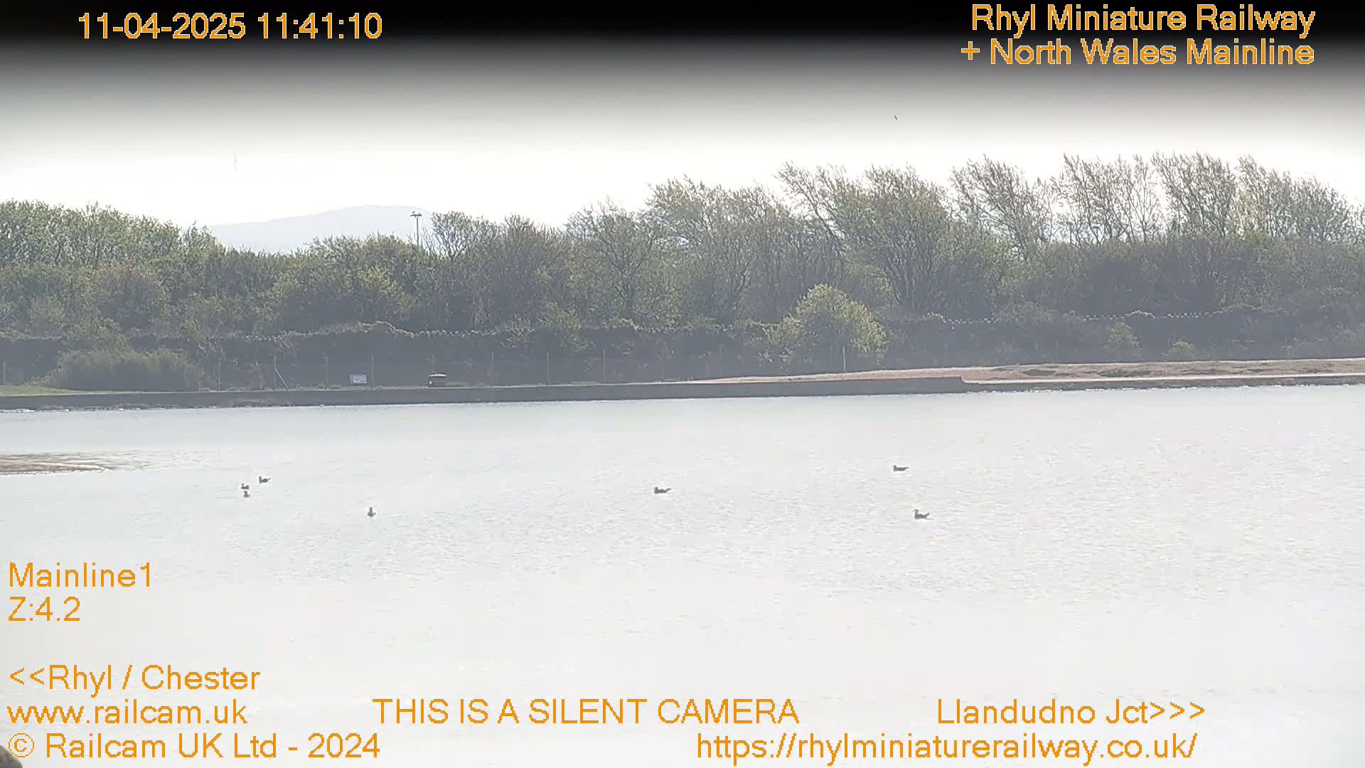 A calm body of water sits in front of a line of trees on an overcast day, with a few birds visible on the water's surface.