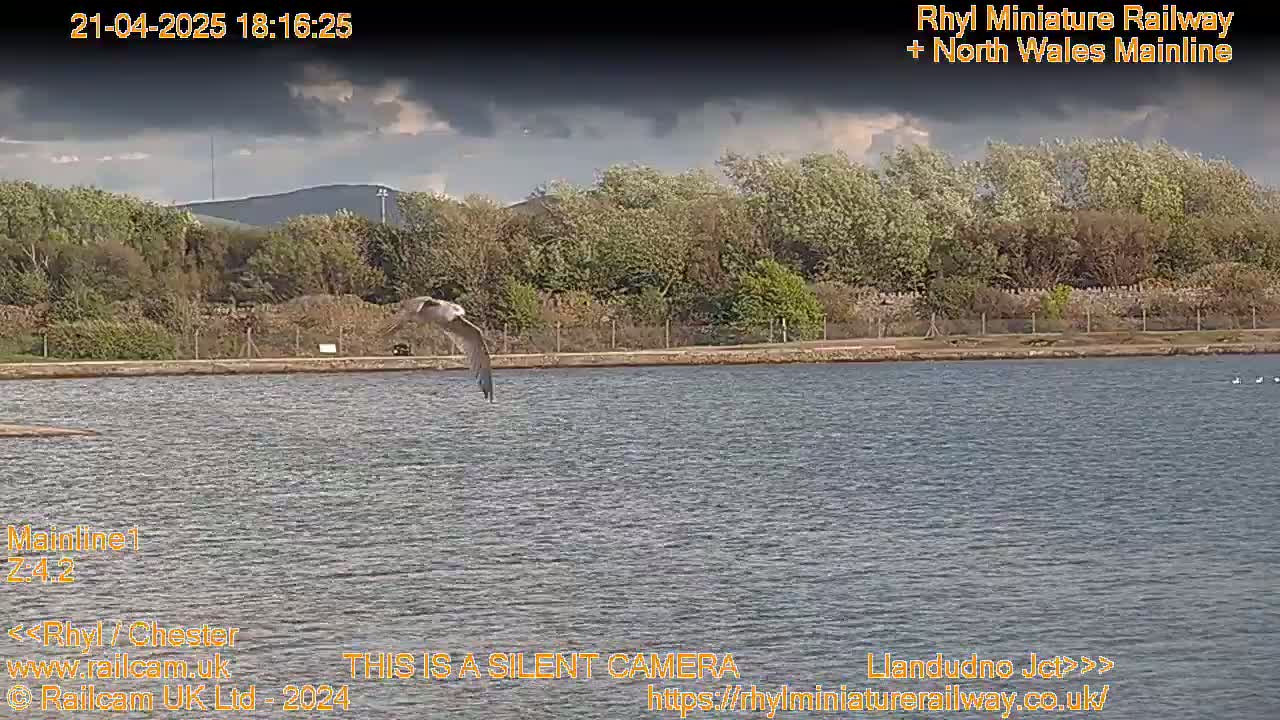 A bird flies over a calm body of water, in front of a line of trees under a partly cloudy sky.