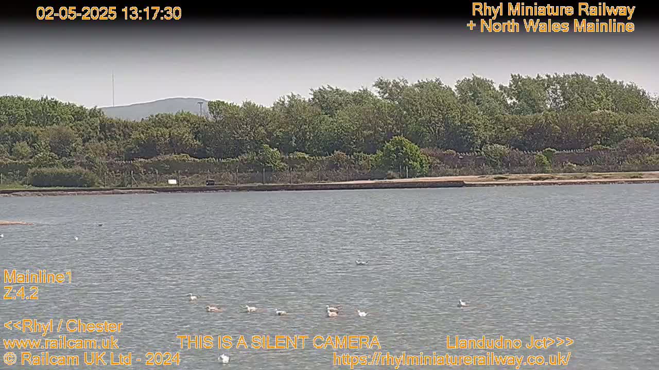 A body of calm water with several birds floating on its surface lies before a line of green trees and a distant hill under a hazy sky.