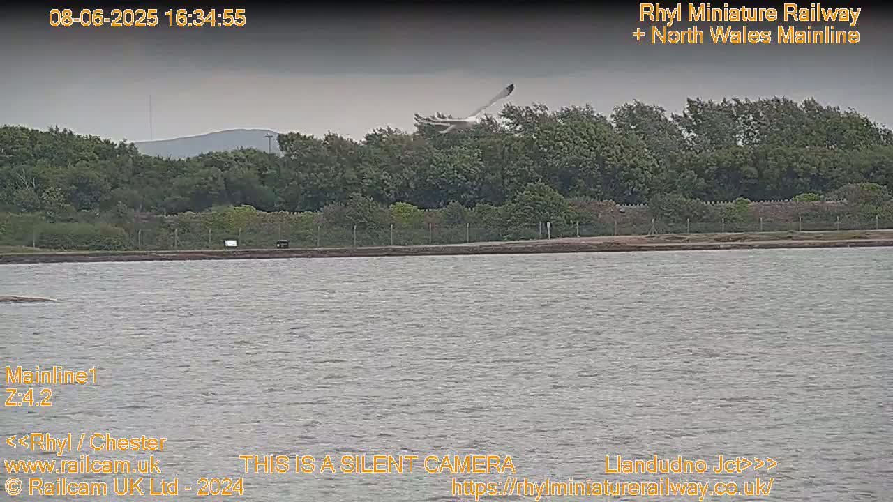 A large bird flies over a body of water near a line of trees under an overcast sky.