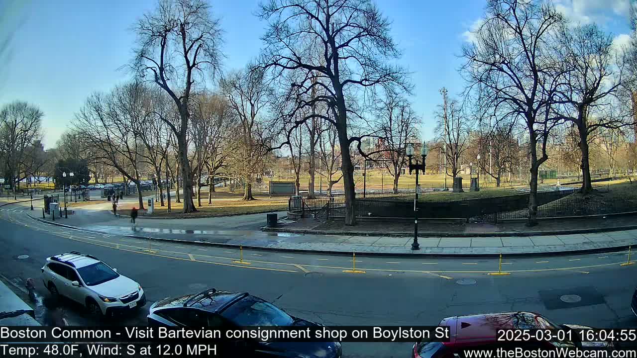 A sunny day in a park with bare trees, a street, and cars parked along the curb.
