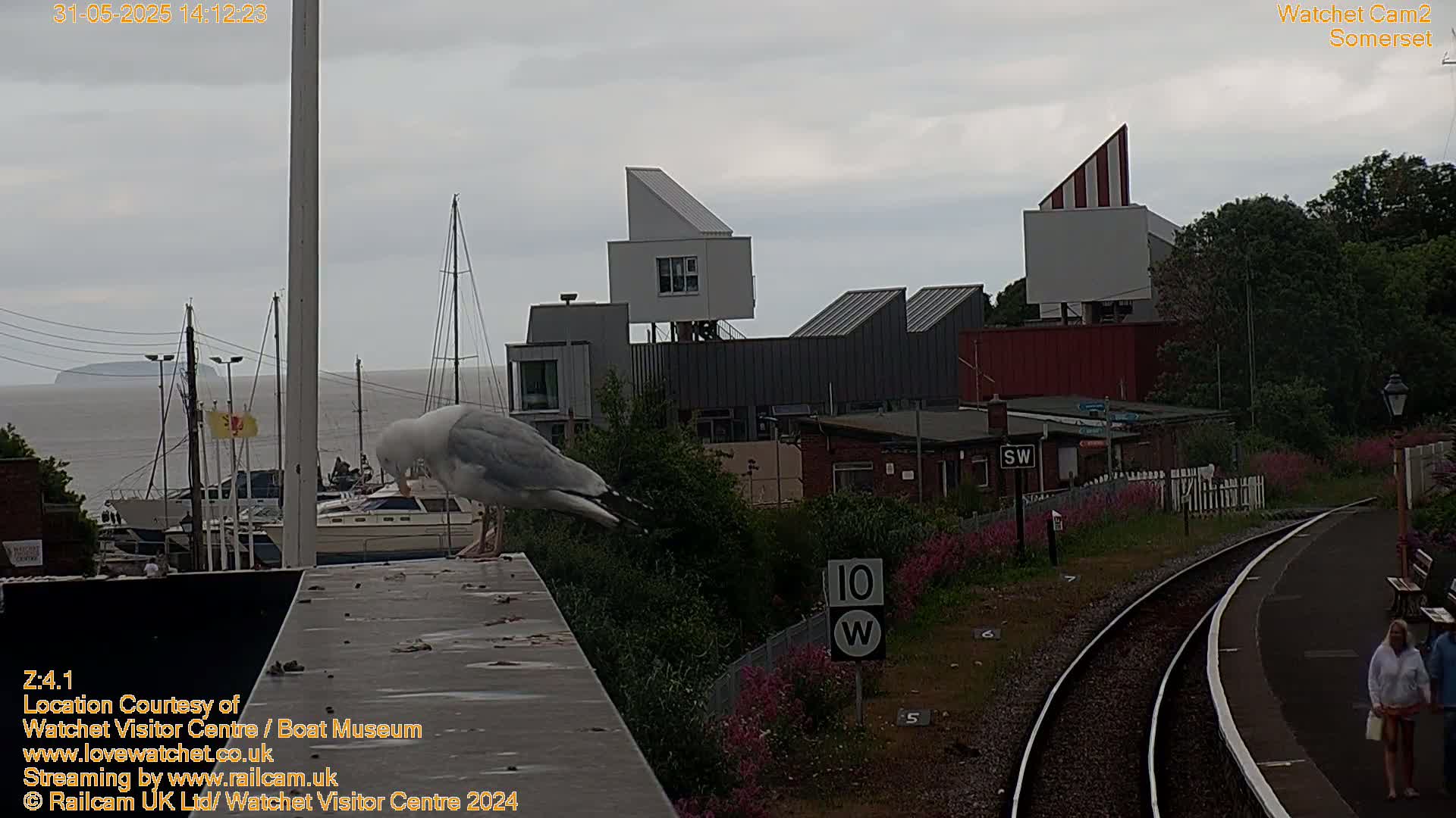 A seagull perches on a wall overlooking a harbor with boats and modern buildings under an overcast sky.