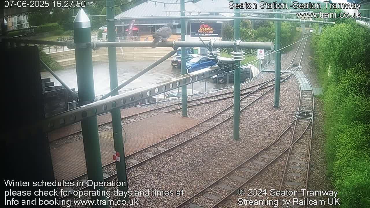 A bird perches on a metal bar above a tram station with rain-slicked tracks and several cars parked nearby in the rain.