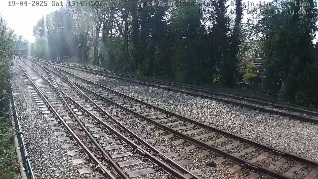 Several train tracks diverge through a sunny, wooded area.
