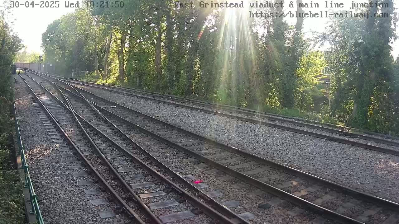 Multiple train tracks converge in a sunny, wooded area.