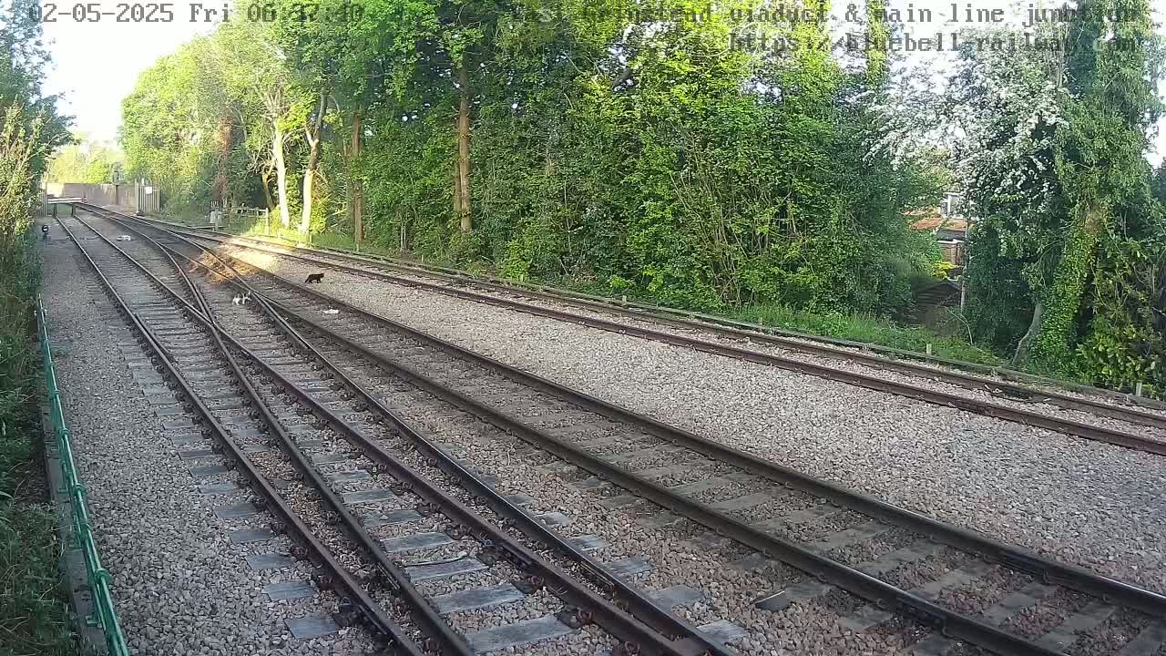 Several cats are walking on a gravel railway track that branches into two separate tracks, bordered by lush green vegetation under a sunny sky.