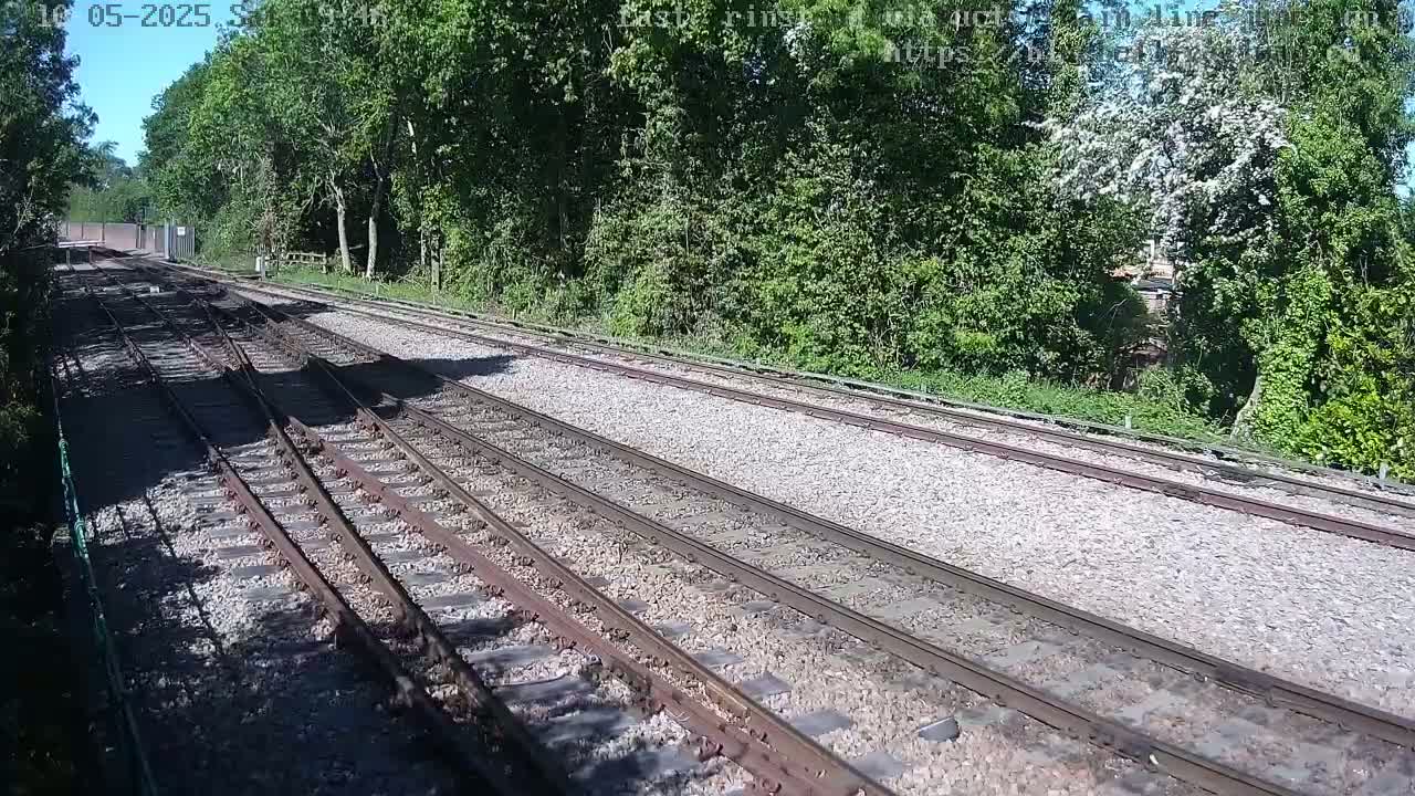 Several sets of train tracks diverge through a sunny, wooded area.