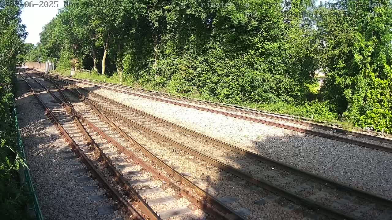 Several train tracks curve through a sunny, wooded area.