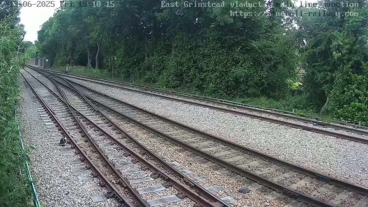 Several train tracks diverge through a tree-lined area on a sunny day.