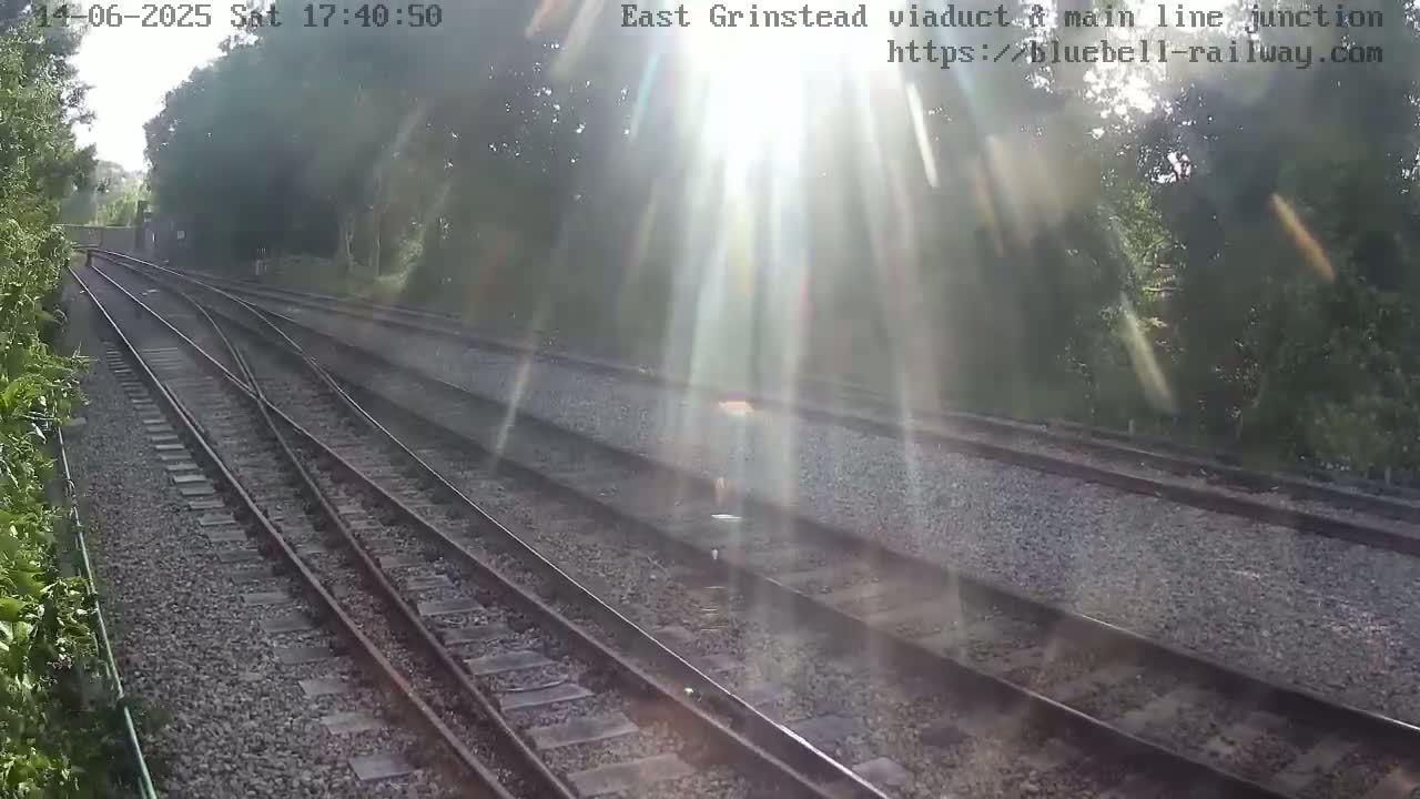 Multiple train tracks diverge through a sunny, wooded area.
