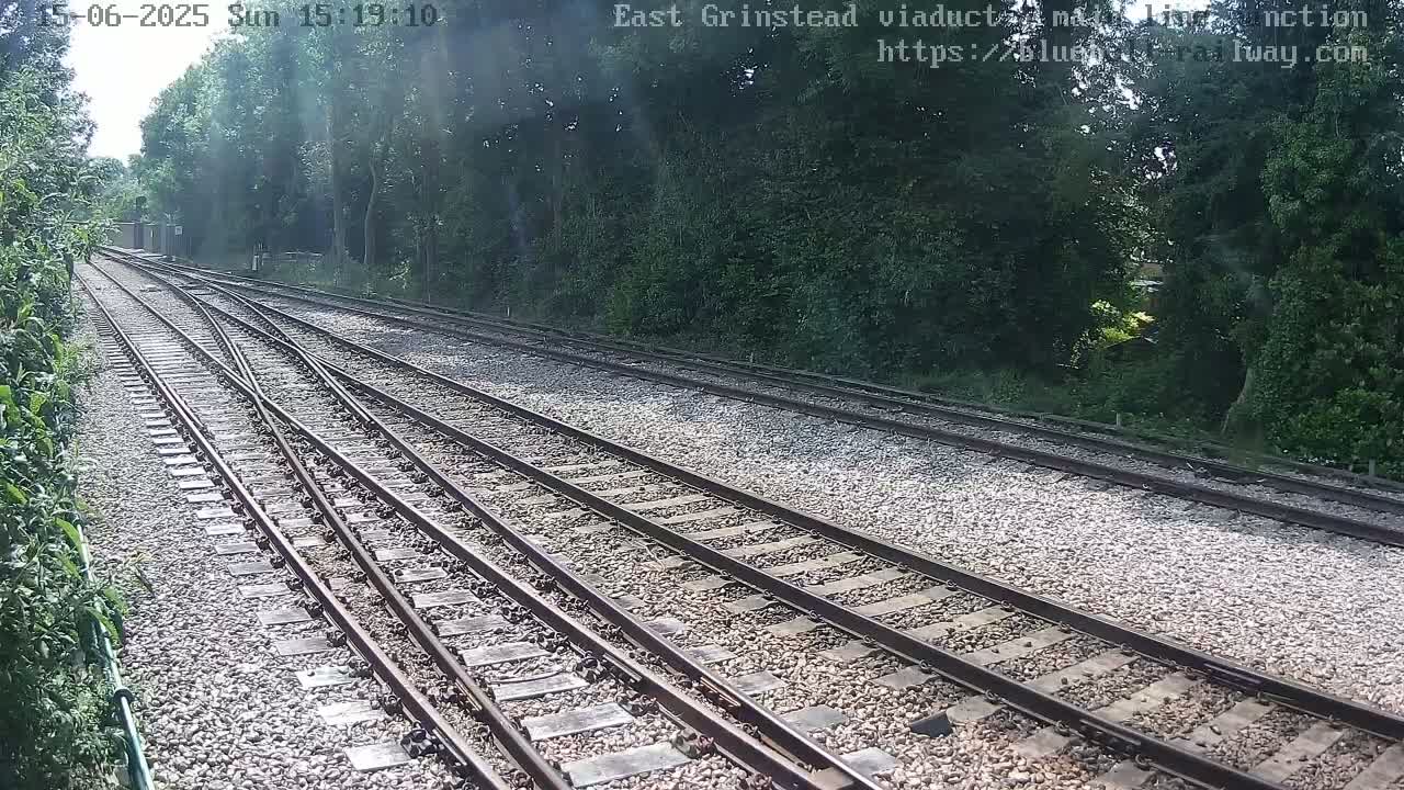 Multiple train tracks diverge through a sunlit area of trees.