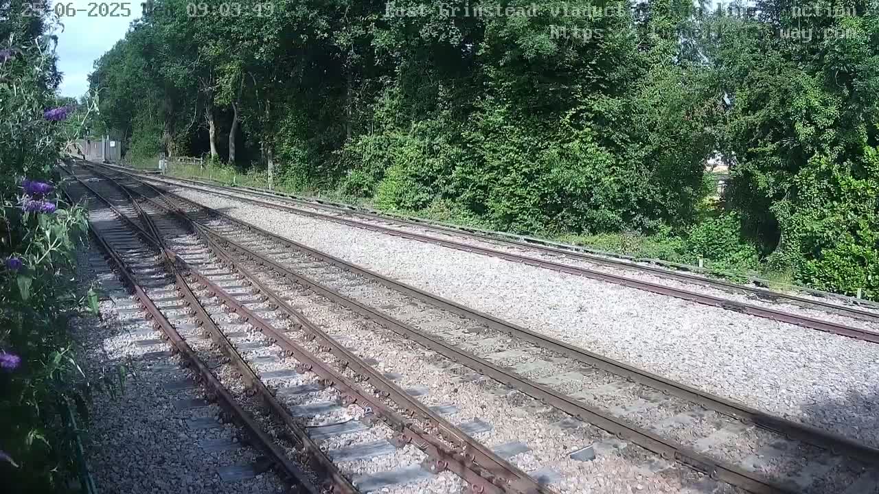 Multiple train tracks diverge through a sunny, wooded area.