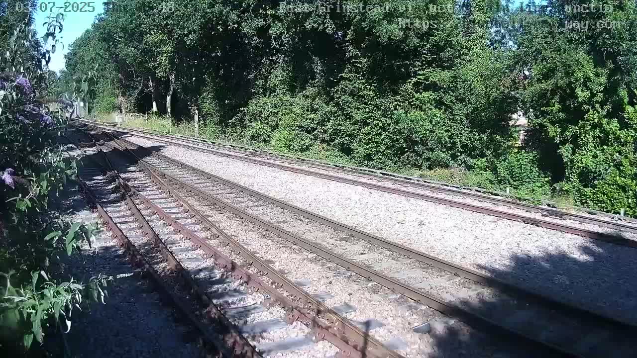 Multiple train tracks extend into a sunlit wooded area.