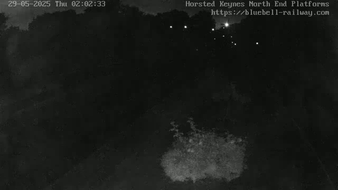 A nighttime, low-light image shows dark trees and shrubbery with several distant lights visible in the upper-center.