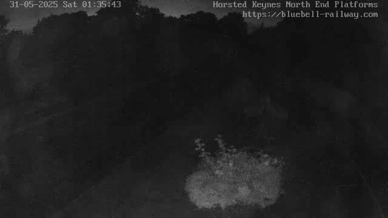 A nighttime, low-light image shows dark trees and a patch of lighter-colored vegetation in the bottom-center.