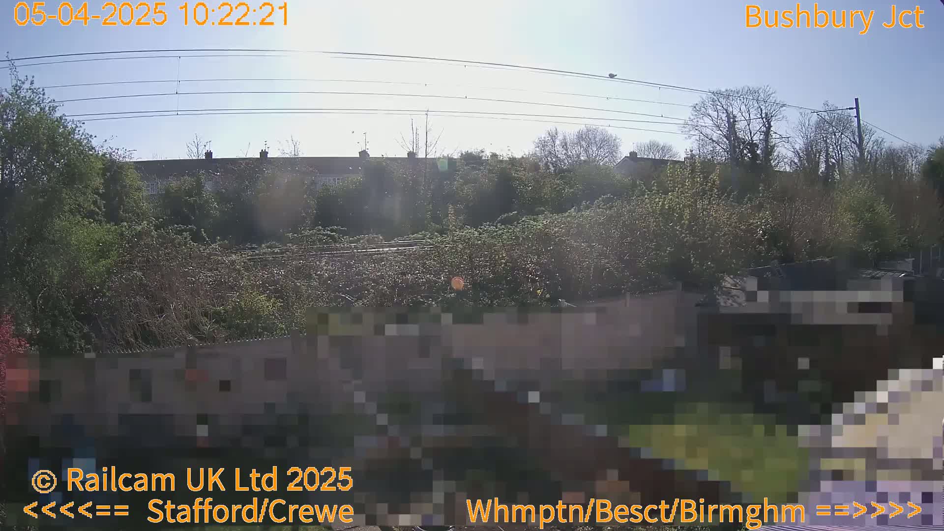 A sunny view of overgrown vegetation, houses, and power lines from a backyard.
