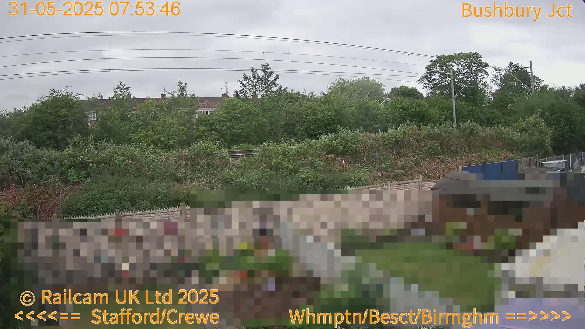 A view of a backyard garden with a fence, overgrown vegetation, and houses in the background under an overcast sky.