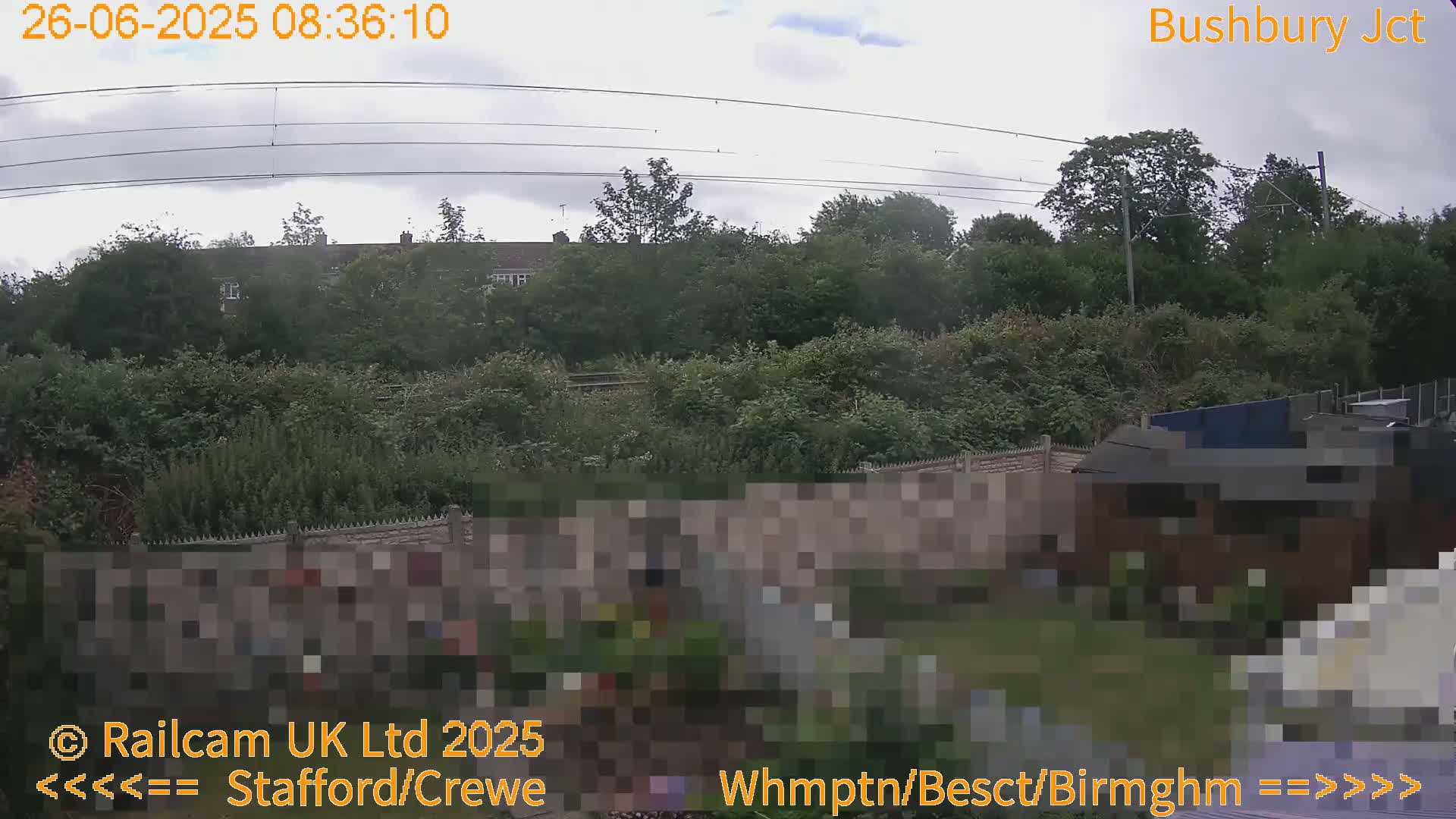 A backyard garden with a fence, overgrown vegetation, and houses in the background under an overcast sky.