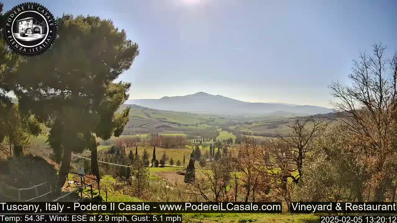 A sunny, slightly hazy view of a rolling Tuscan landscape, with a large pine tree in the foreground and distant mountains under a clear sky.