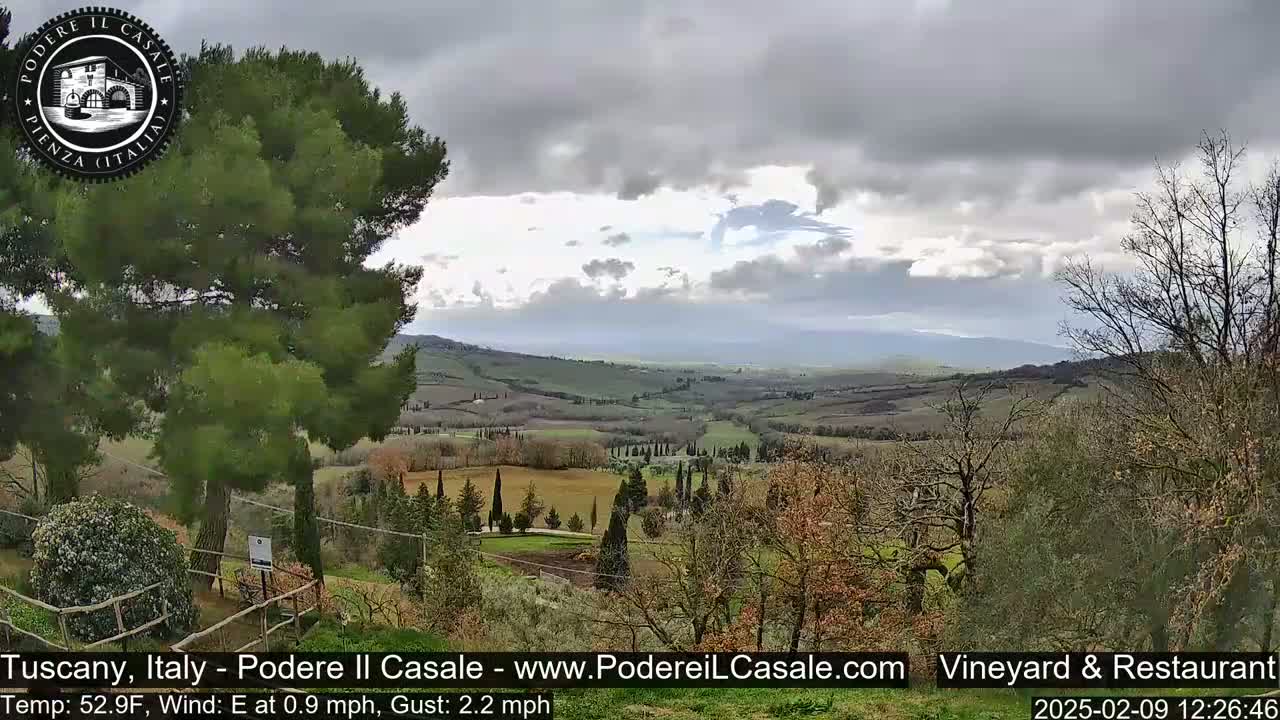 A view of a rolling, cultivated hillside under a mostly cloudy sky, with a dark green pine tree in the foreground.