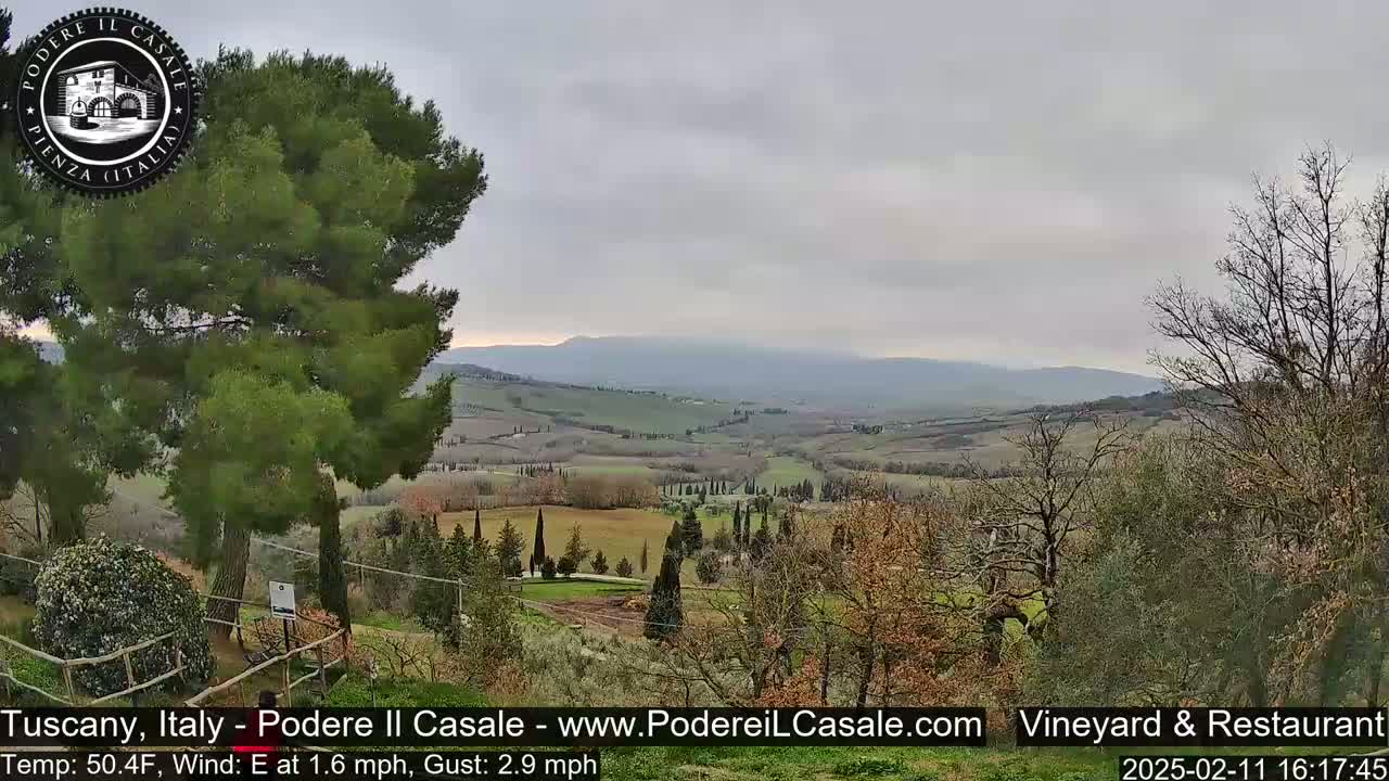 A view of a gently rolling Tuscan landscape under an overcast sky, with a large pine tree in the foreground.