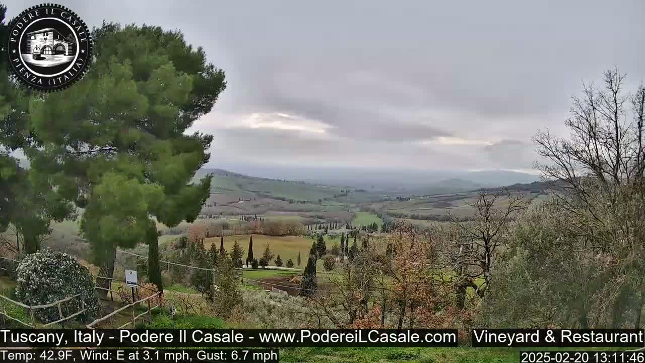A view of a hilly Tuscan landscape under an overcast sky, featuring a large pine tree in the foreground and a vineyard in the midground.