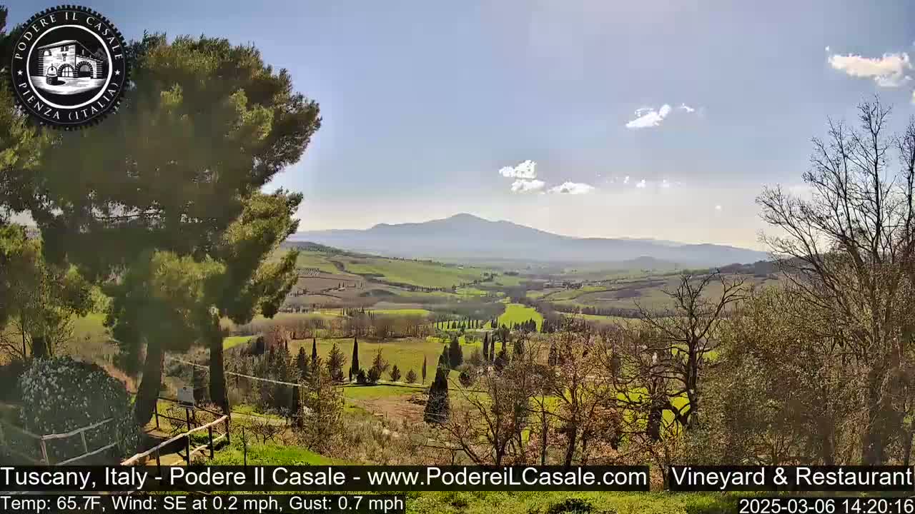 A sunny, slightly breezy day reveals a picturesque Tuscan landscape with rolling hills, vineyards, and cypress trees, framed by a large pine tree in the foreground and mountains in the distance.