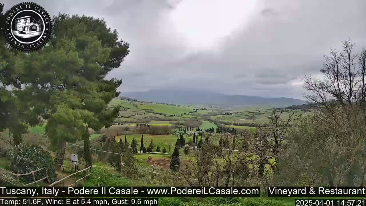 A view of a rolling green Tuscan landscape under an overcast sky, with a large pine tree in the foreground.