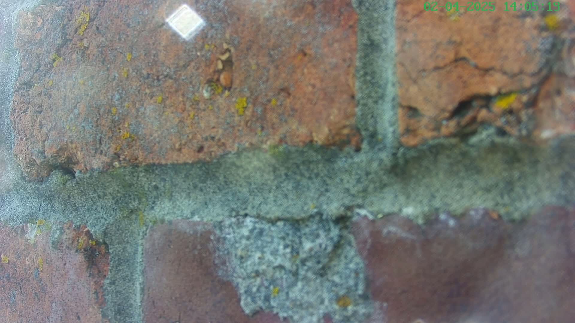A close-up view shows a weathered brick wall with gray mortar, speckled with yellow-green lichen.