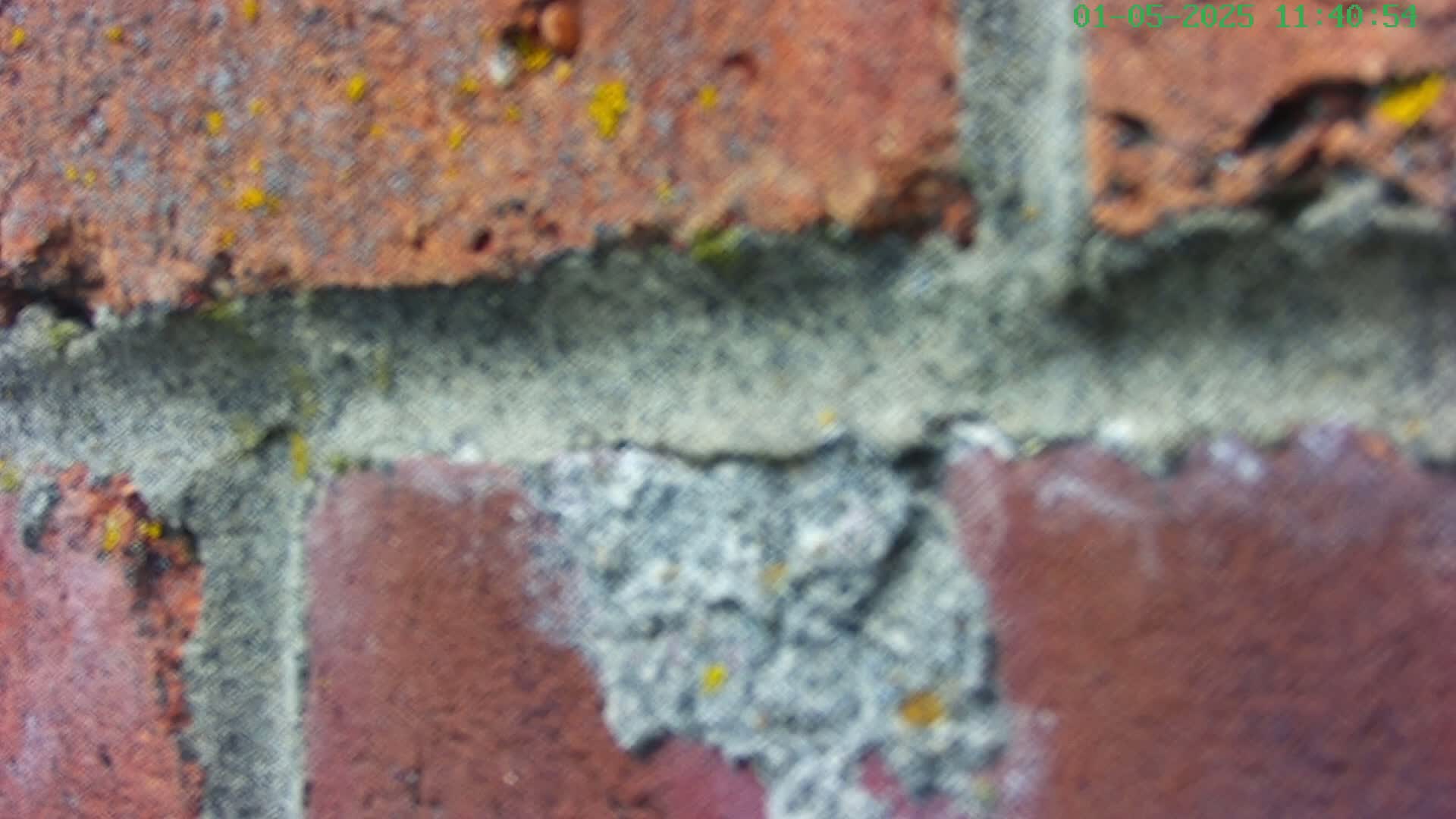 A close-up shows a weathered brick wall with gray mortar, some of which is crumbling, and patches of yellow lichen.