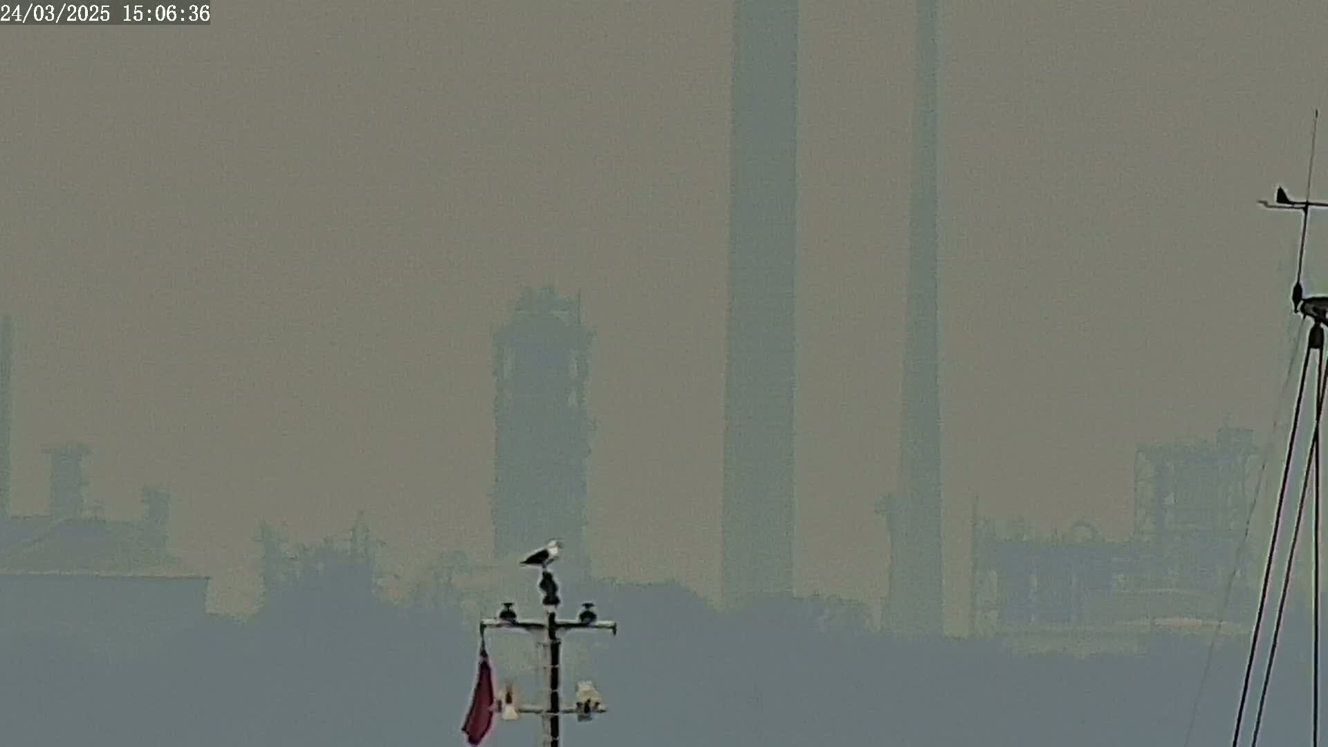 A bird perches atop a weather station in hazy conditions, with an industrial landscape visible in the distance.