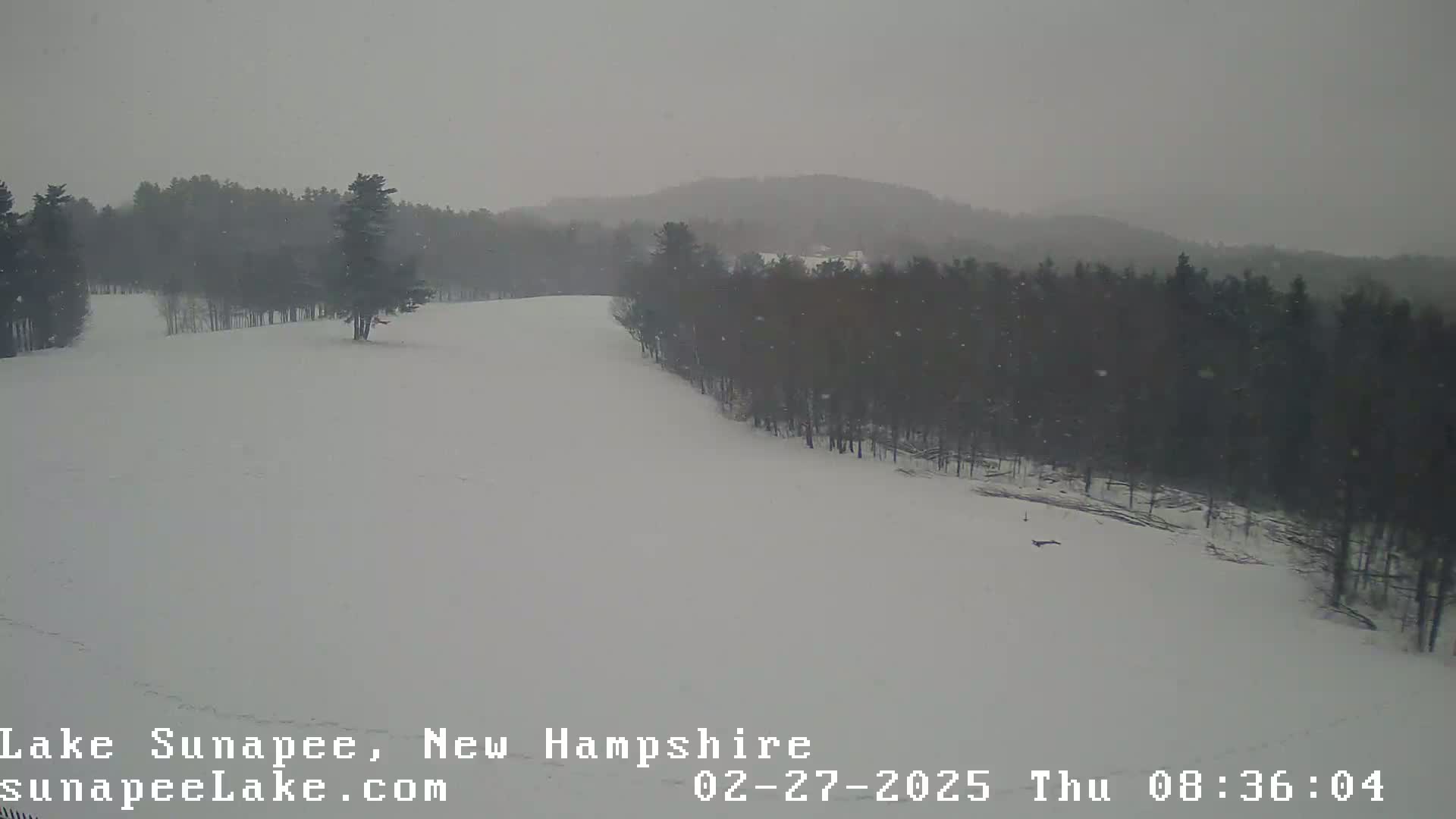A snow-covered landscape with dark evergreen trees lining a gently sloping hill under a heavy snowfall.